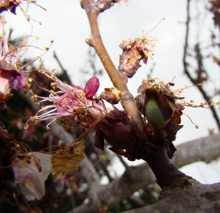 Sviluppo vegetale dell'' albicocco Prunus armeniaca